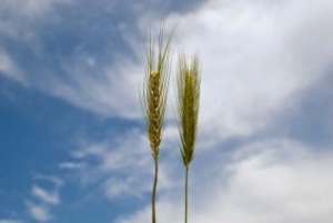 Wheat and darnel